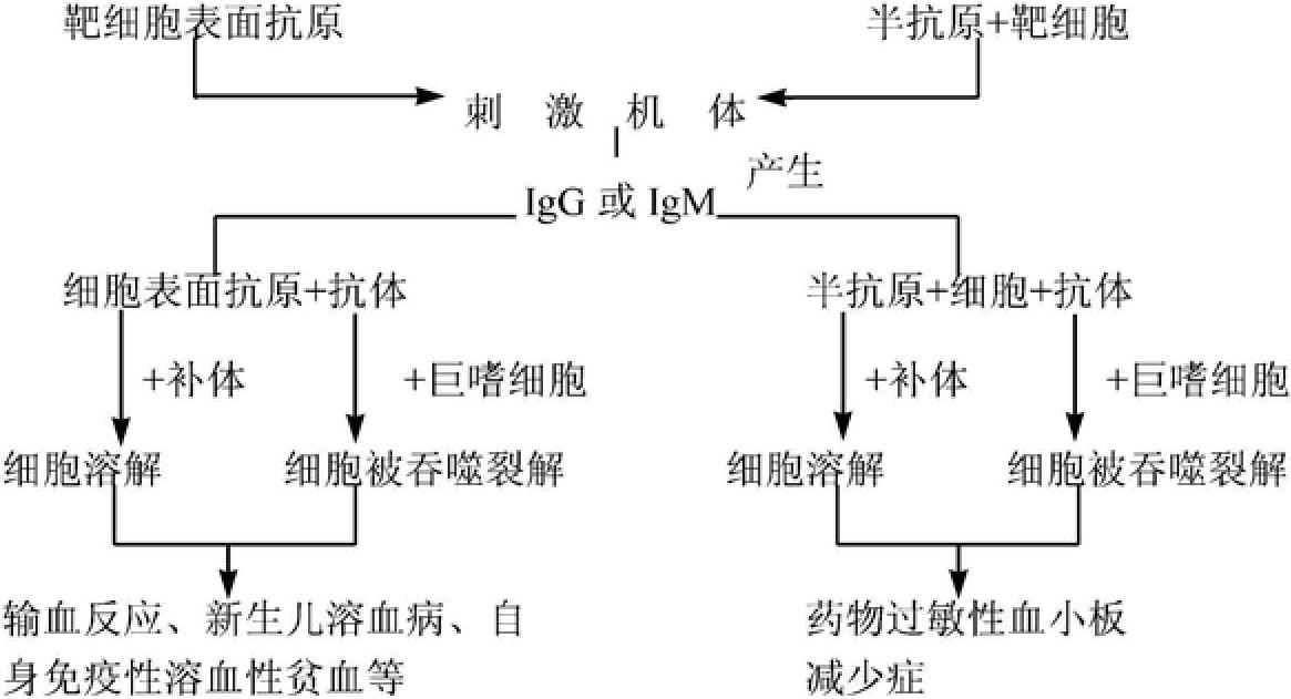 二、免疫應(yīng)答及相關(guān)基礎(chǔ)知識(shí)
